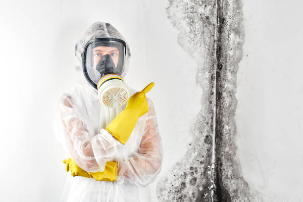 Why You Should Choose Our Mold Remediation Services in Wilmington Island, GA